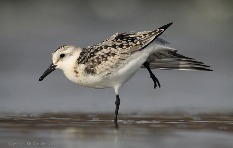 Drieteenstrandloper - Sanderling