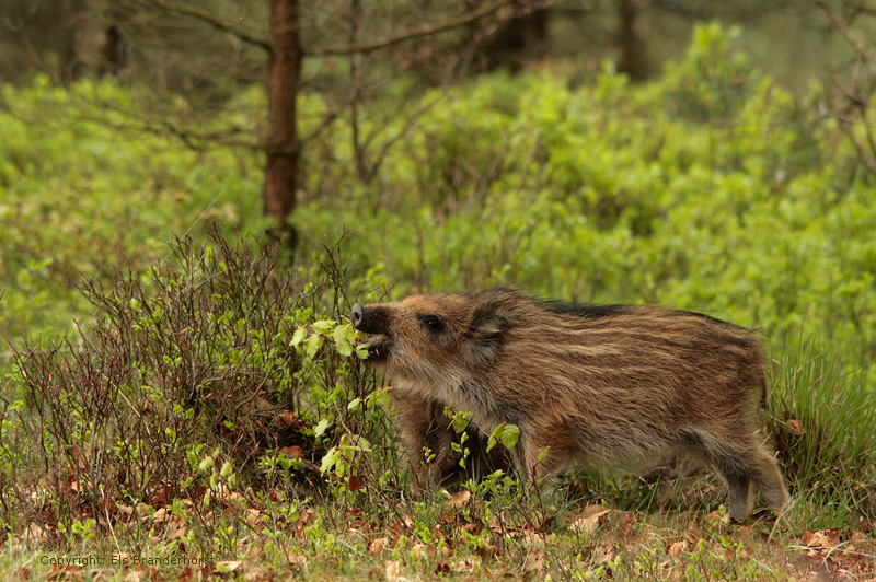 Wild zwijn - Wild Boar