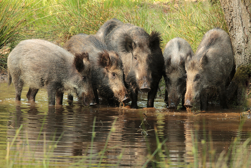 Wild zwijn -Wild boar