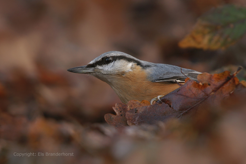 Nuthatch