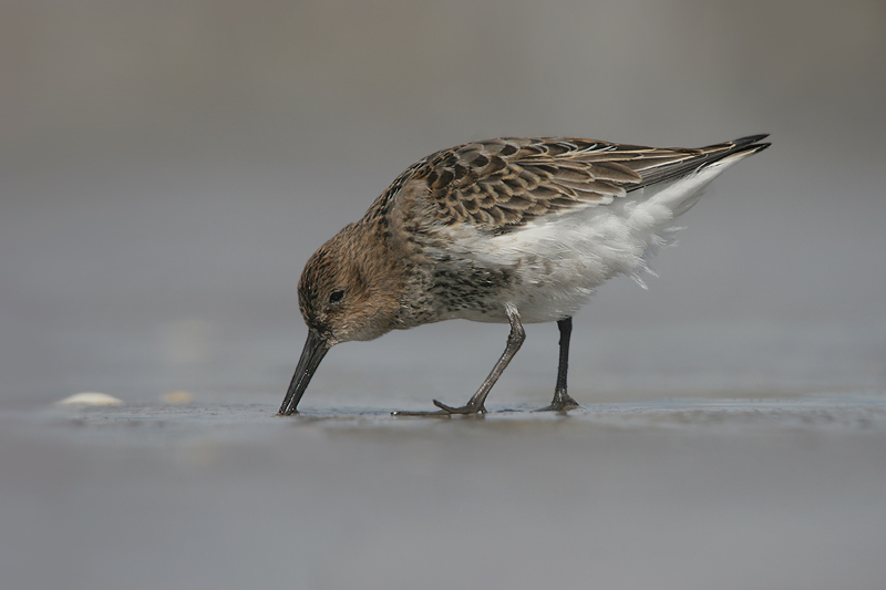 Dunlin - Bonte Strandloper