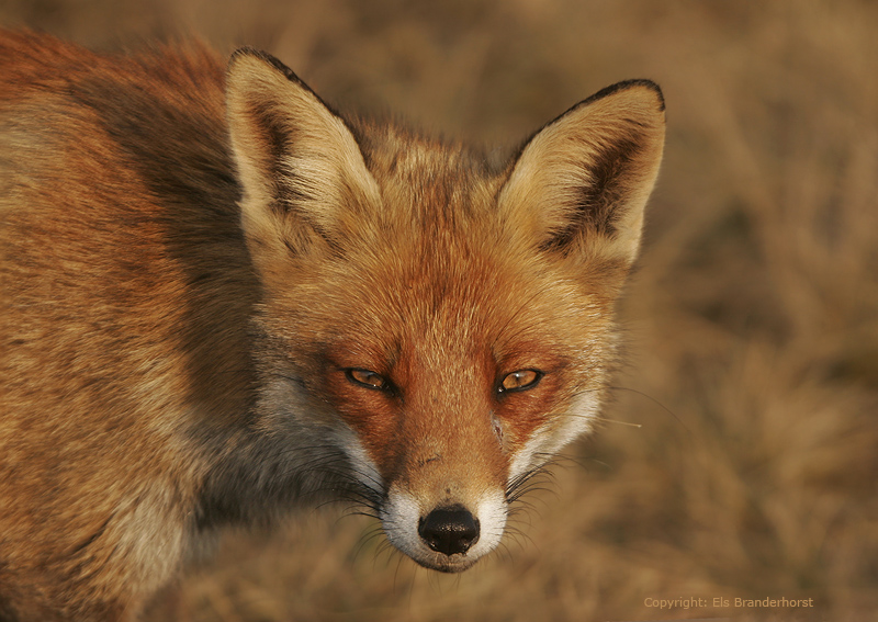 Vos - Fox