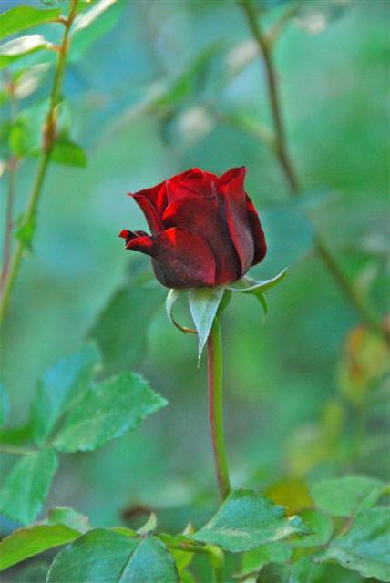 Rose blooming