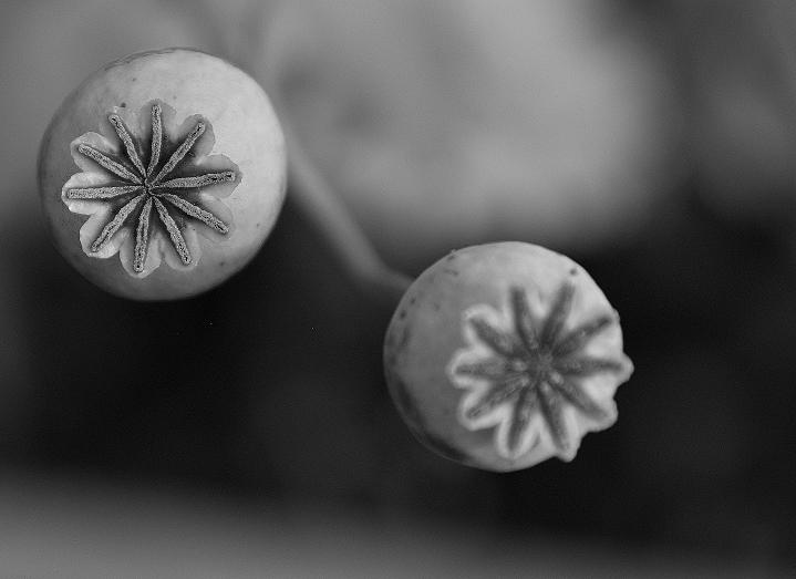 Poppy