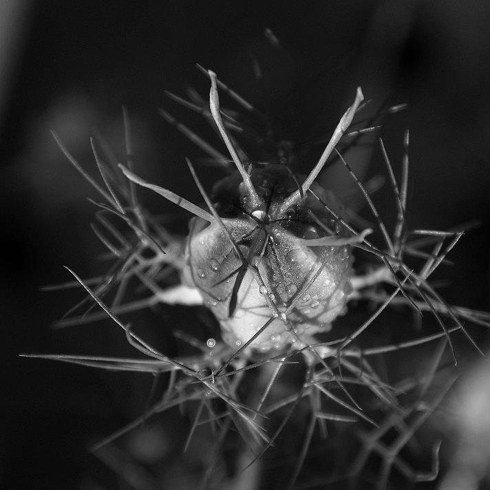 Nigella