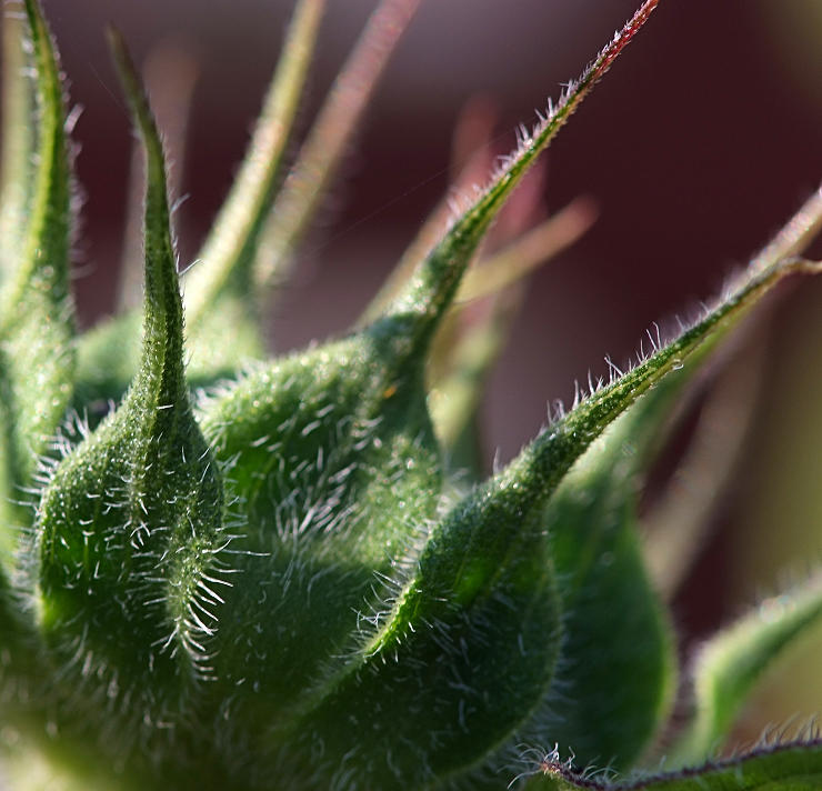 Sunflower #2