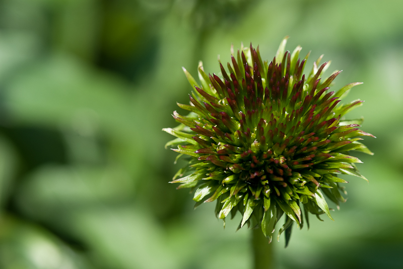 Echinacea