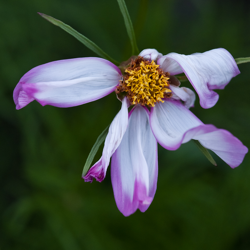 Day 185 <br/> Cosmos #3