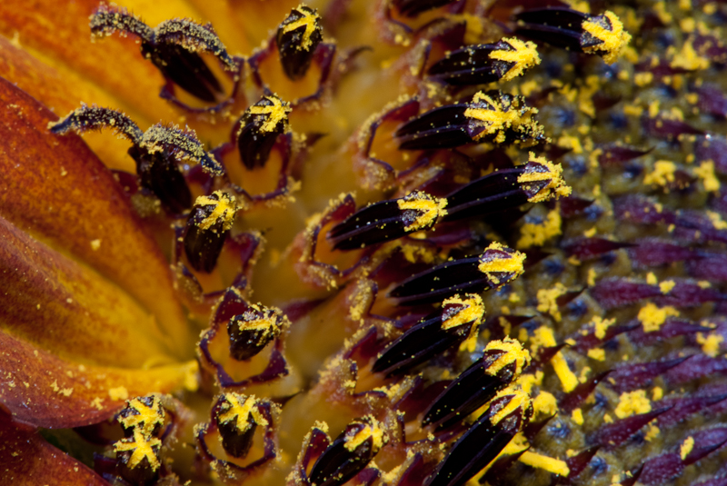 Day 187 <br/> Sunflower