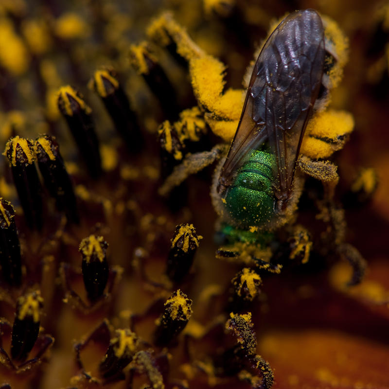 Yellow Legs