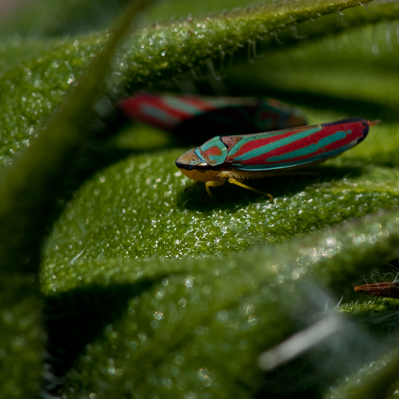 Day 190 <br/> Bug