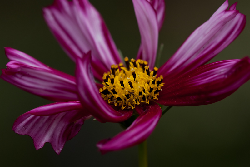 Cosmos