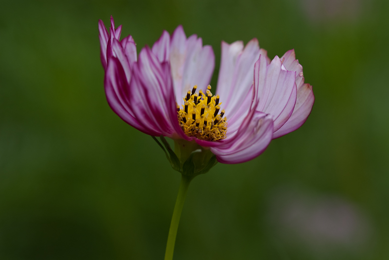 Cosmos