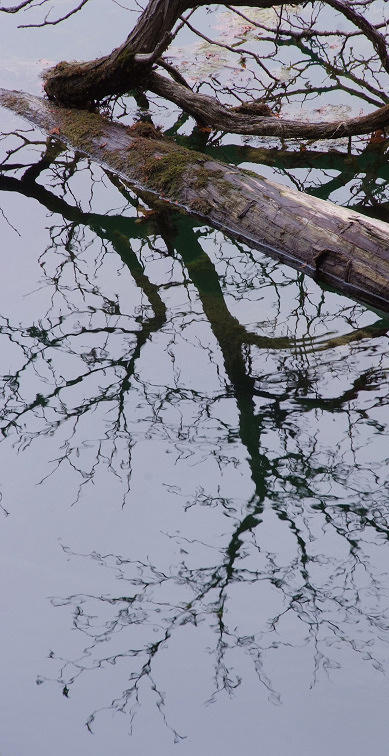 Reflections #4