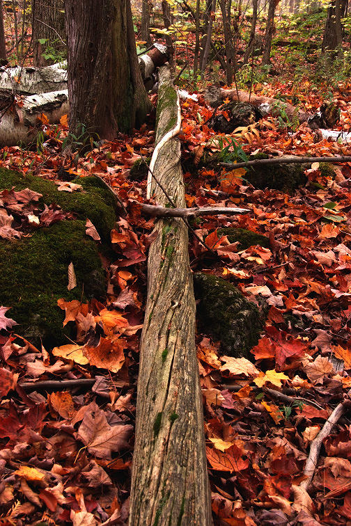 The other twisted tree