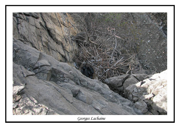 Vue arienne dun nid de Grand Corbeau avec deux juenes au nid