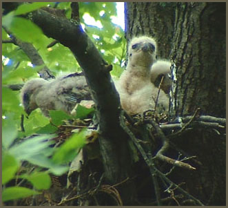 Trois jeunes attendent l'arrive de la bouffeBuse  paulettes - Red-shouldered Hawk - Buteo lineatus (Laval Qubec)