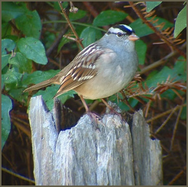 Bruant  couronne blanche - White-crowned Sparrow - Zonotrichia leucophrys (Laval Qubec)