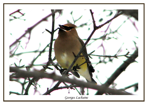  Jaseur dAmrique - Cedar Waxwing -	Bombycilla cedrorum (Laval Qubec)