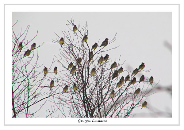  Jaseur dAmrique - Cedar Waxwing -	Bombycilla cedrorum (Laval Qubec)