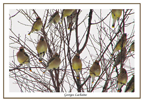  Jaseur dAmrique - Cedar Waxwing -	Bombycilla cedrorum (Laval Qubec)