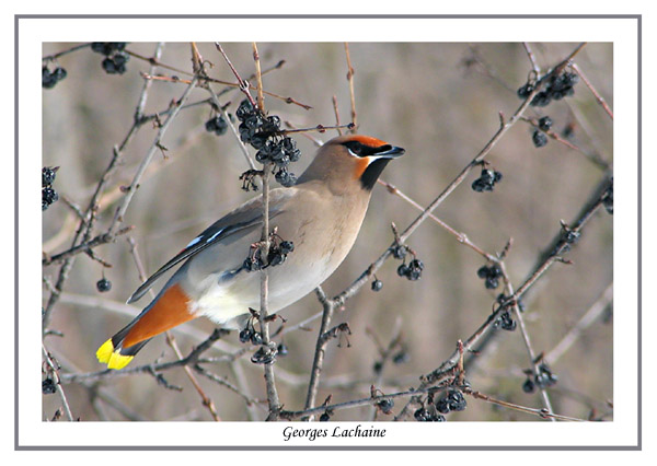 Jaseur boral - Jaseur boral - Bohemian Waxwing - Bombycilla garrulus (Laval Qubec)