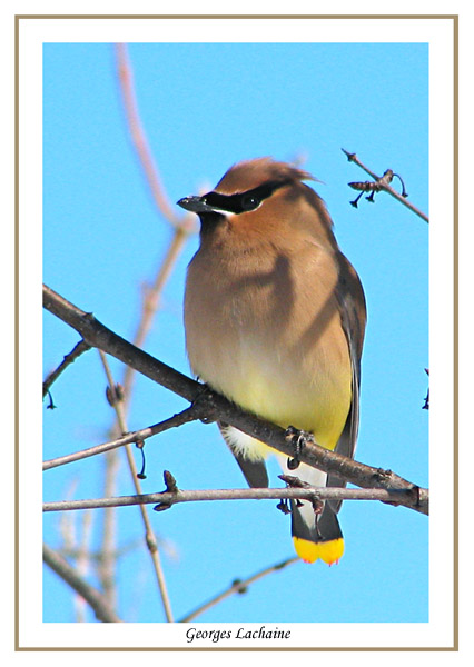 Jaseur dAmrique - Cedar Waxwing - Bombycilla cedrorum (Laval Qubec)