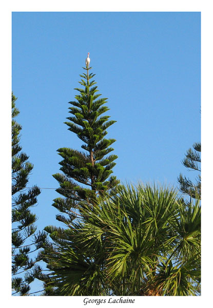 Ibis blanc  la cime dun arbre