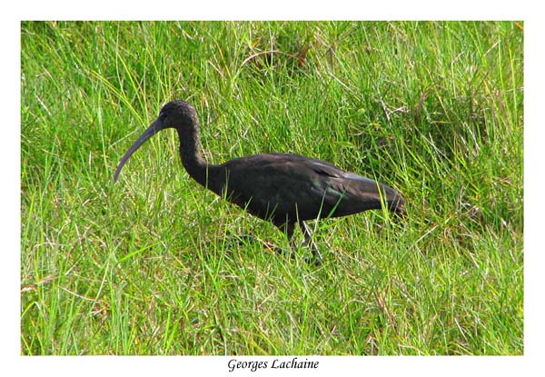 Ibis falcinelle - Glossy Ibis