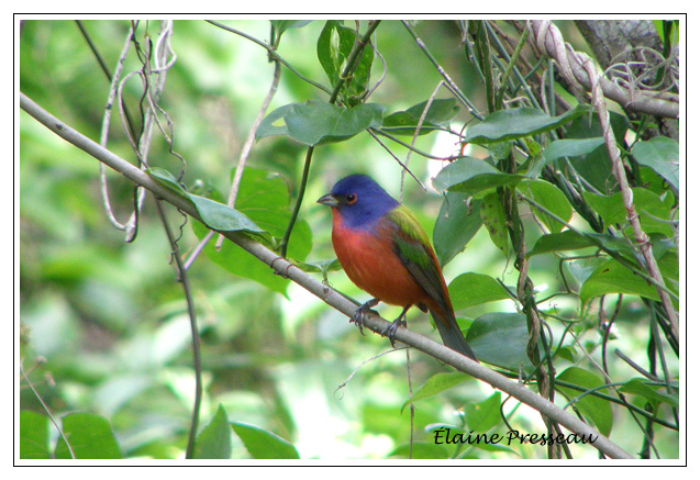 Passerin nonpareil