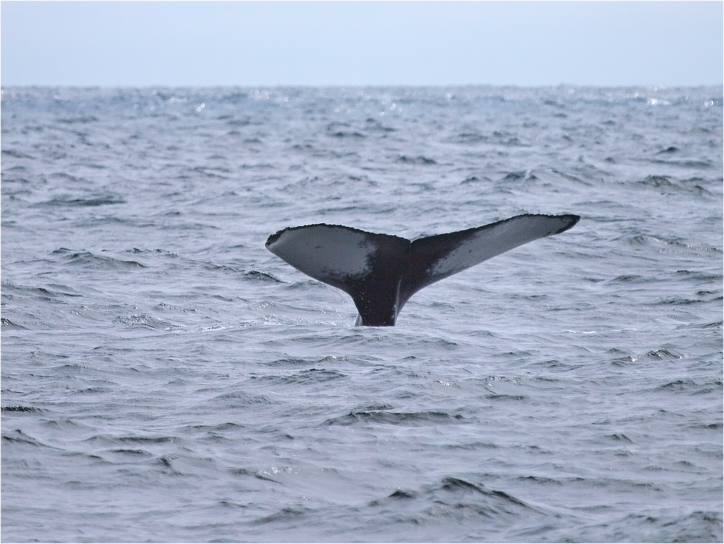 Humpback!
