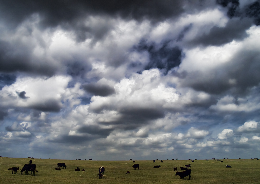 Acres of Cows