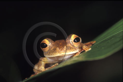 Tree Frog - Borneo