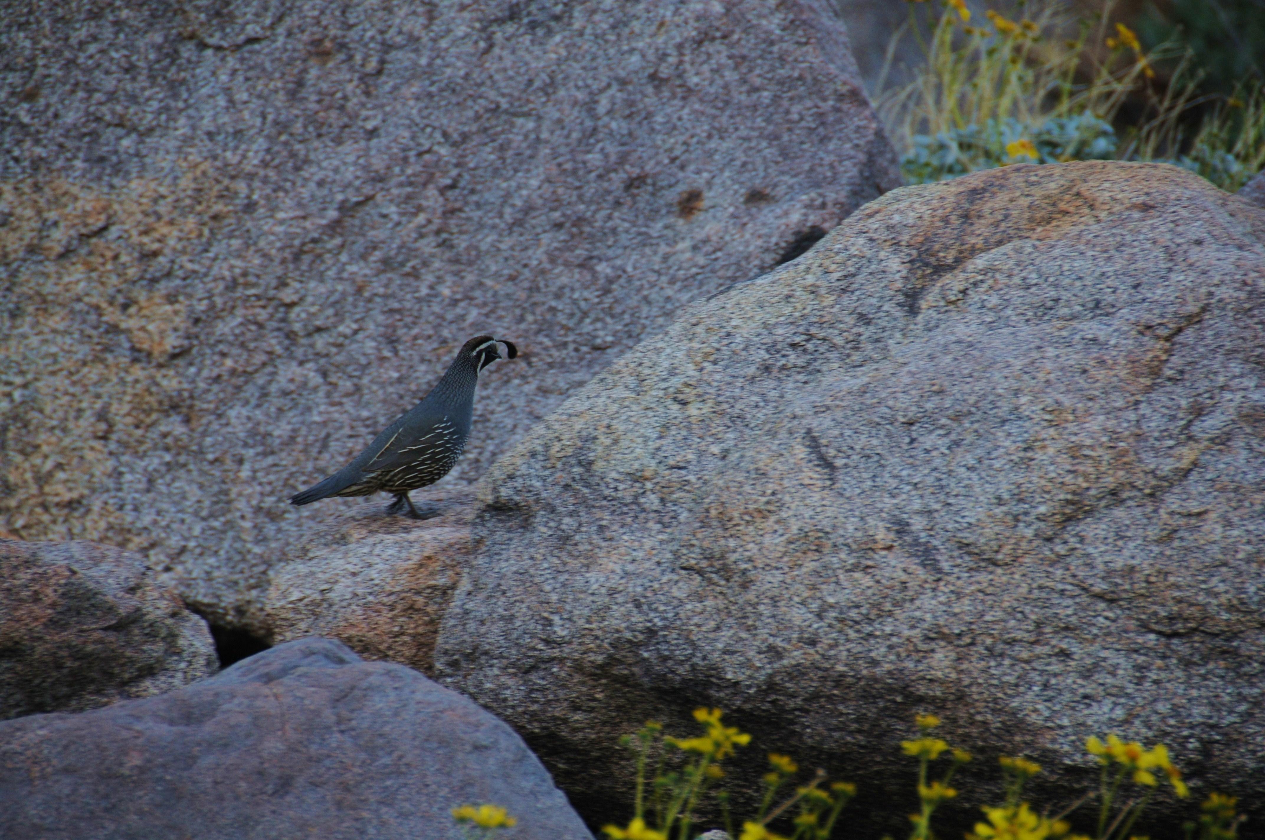 Anza-Borrego quail 031009.JPG