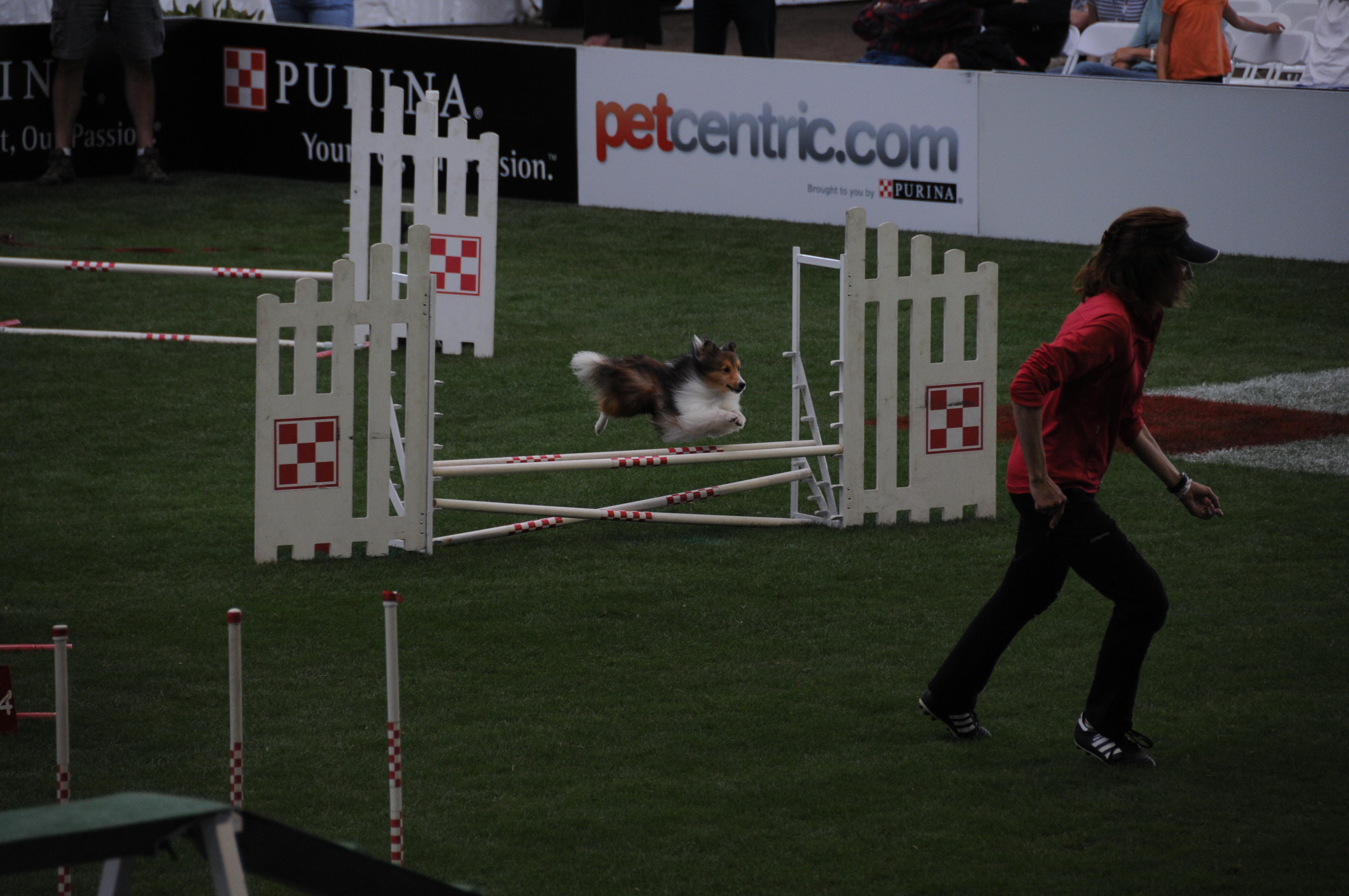 SD Fair - Agility Trials.JPG