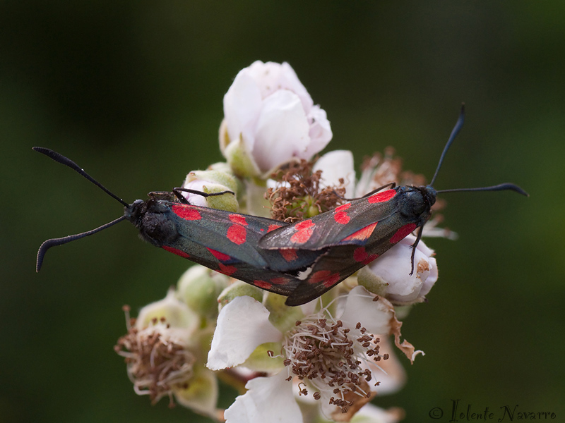 Sint Jansvlinder - Six-spot Burnet - Zygaena filipendulae