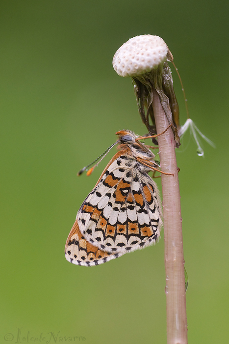 Veldparelmoervlinder - Glanville Fritillary - Melitaea cinxia