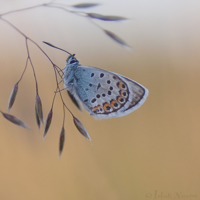 Heideblauwtje - Silver-studded Blue - Plebejus argus