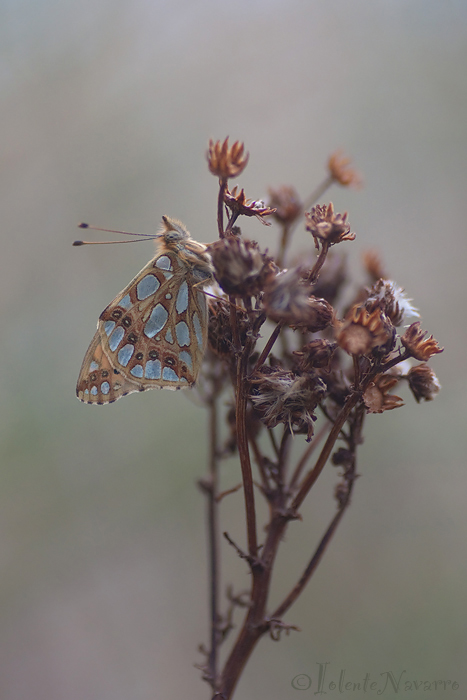 Queen of Spain Fritillary - Kleine Parelmoervlinder - Issoria lathonia