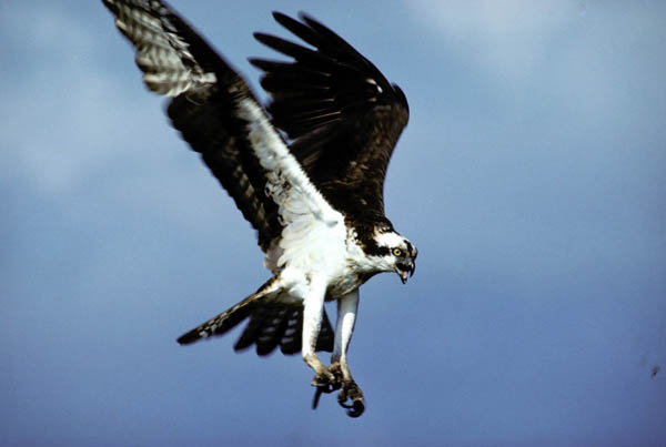 Osprey