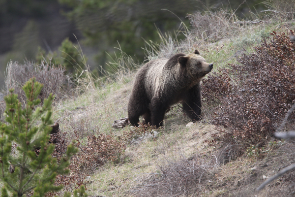 Grizzly bear