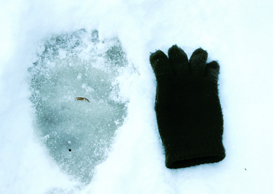 Polar bear track