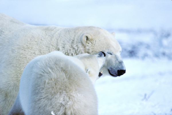 Polar bear with cub