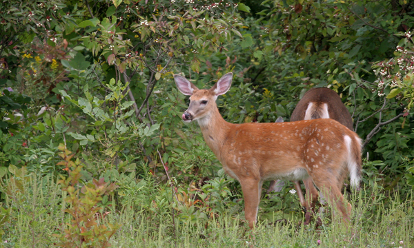 White-tailed deer fawn and doe
