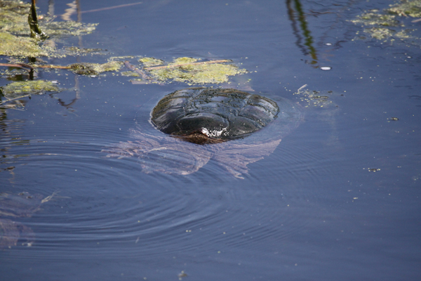 Snapping turtle mating