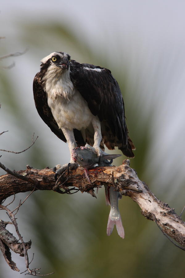 Osprey