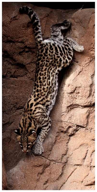 Ocelot (print 28X57)