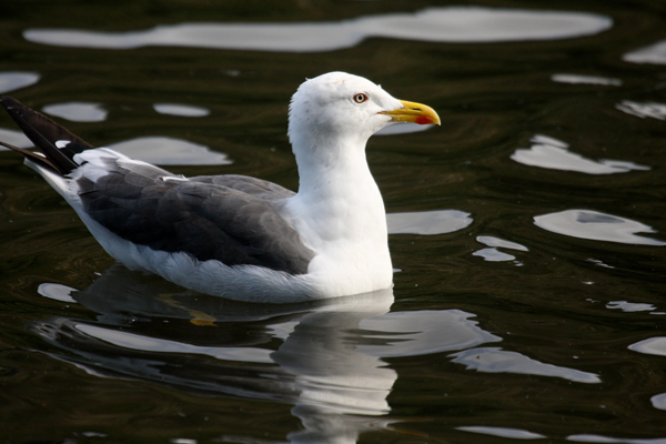 Black-backed gull