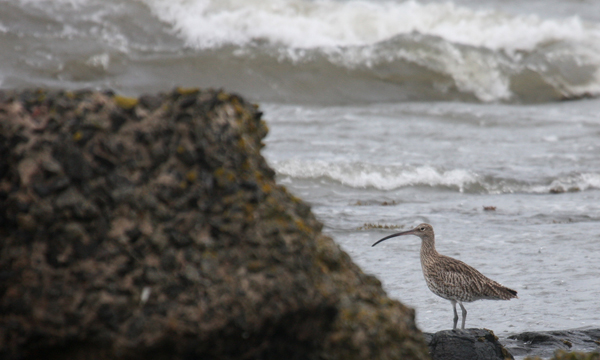 Long-billed Curlew