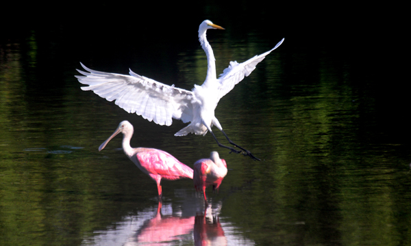 Roseate spoonbill and great egret